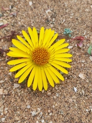 Chaetanthera glabrata