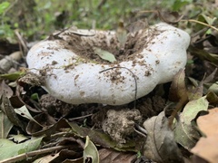 Lactarius controversus