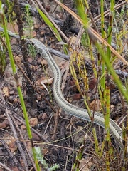 Psammophis crucifer