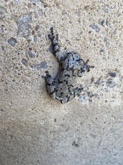 Hyla chrysoscelis