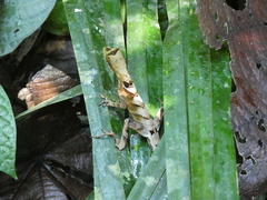 Anolis scypheus