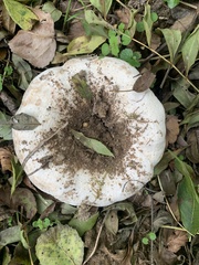 Lactarius controversus