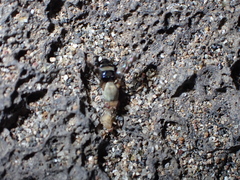 Actocetor indicus