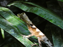 Anolis scypheus
