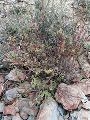 Hermannia diversistipula graciliflora