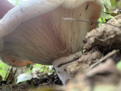 Lactarius controversus