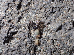Actocetor indicus