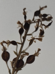 Neottia convallarioides