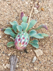 Chaetanthera glabrata