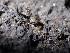 Actocetor indicus