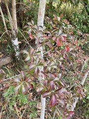 Viburnum rufidulum