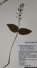 Neottia convallarioides