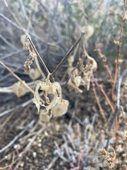 Physalis neomexicana