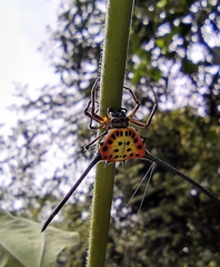 Gasteracantha dalyi