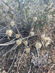 Physalis neomexicana