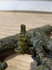 Polycauliona polycarpa