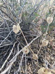 Physalis neomexicana
