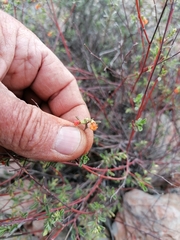 Hermannia diversistipula graciliflora