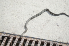 Natrix tessellata