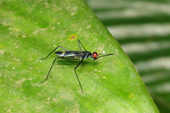 Cliobata