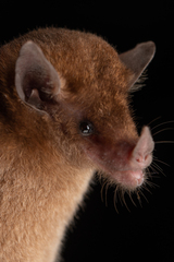 Lonchophylla robusta