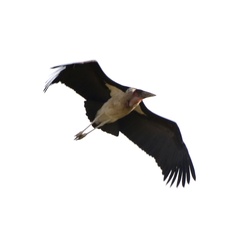 Leptoptilos crumenifer