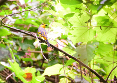 Pericrocotus speciosus