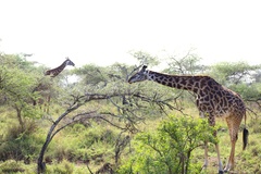 Giraffa camelopardalis tippelskirchi