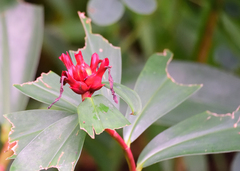 Costaceae