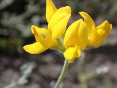 Lotus sessilifolius subsp. sessilifolius image