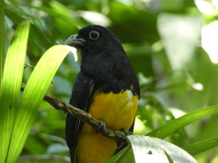 Trogon viridis