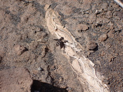 Exhyalanthrax simonae