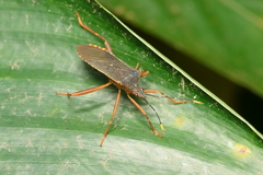 Leptoscelis elongator