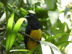 Trogon viridis
