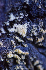 Mucronella calva