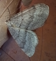 Operophtera fagata