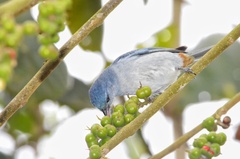 Conirostrum speciosum