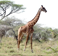 Giraffa camelopardalis tippelskirchi