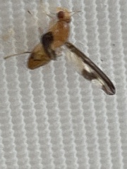 Toxonevra superba