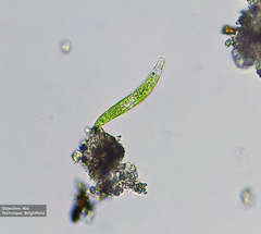 Euglena