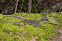 Enyalius