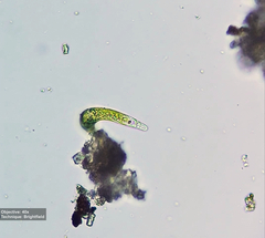 Euglena