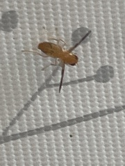 Toxonevra superba