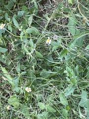 Tridax procumbens