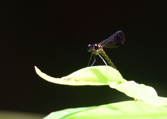 Heliocypha bisignata