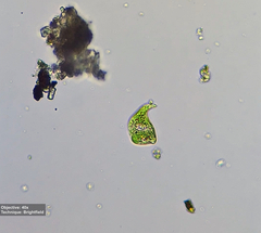 Euglena