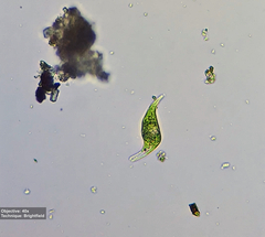 Euglena