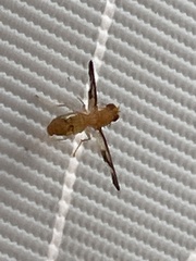 Toxonevra superba