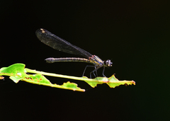 Heliocypha bisignata