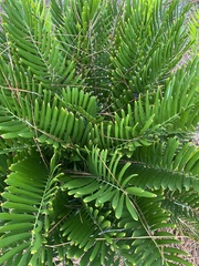 Zamia